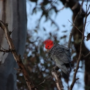 Callocephalon fimbriatum at Hughes, ACT - 6 Jan 2023