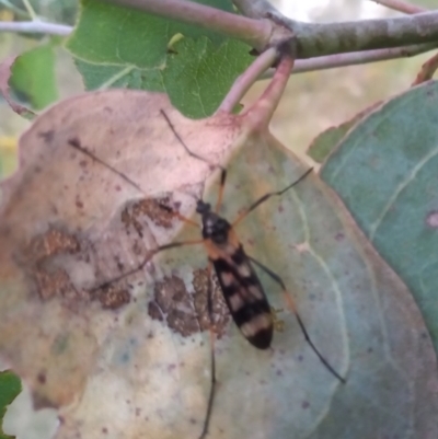 Gynoplistia (Gynoplistia) bella (A crane fly) at Paddys River, ACT - 8 Jan 2023 by michaelb