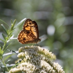 Geitoneura acantha (Ringed Xenica) at Mongarlowe River - 8 Jan 2023 by LisaH