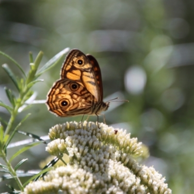 Geitoneura acantha (Ringed Xenica) at Mongarlowe, NSW - 8 Jan 2023 by LisaH