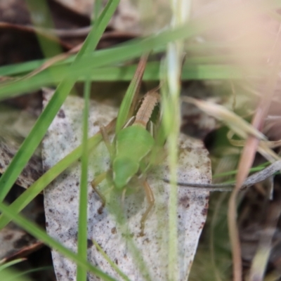 Praxibulus sp. (genus) (A grasshopper) at Mongarlowe, NSW - 8 Jan 2023 by LisaH