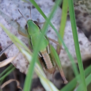 Praxibulus sp. (genus) at Mongarlowe, NSW - 8 Jan 2023