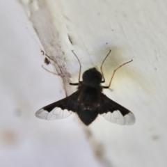 Anthrax dolabratus (Bee fly) at Mongarlowe River - 8 Jan 2023 by LisaH