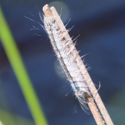 Anthela (genus) immature (Unidentified Anthelid Moth) at Mongarlowe River - 8 Jan 2023 by LisaH