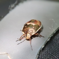 Cermatulus nasalis (Predatory shield bug, Glossy shield bug) at Mongarlowe, NSW - 8 Jan 2023 by LisaH