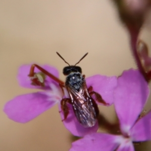 Exoneura sp. (genus) at Mongarlowe, NSW - suppressed