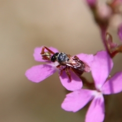 Exoneura sp. (genus) at Mongarlowe, NSW - suppressed