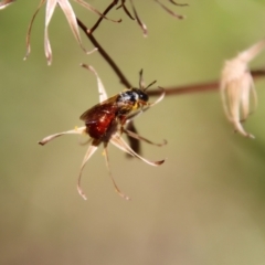 Exoneura sp. (genus) at Mongarlowe, NSW - suppressed