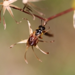 Exoneura sp. (genus) at Mongarlowe, NSW - suppressed