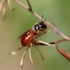 Exoneura sp. (genus) at Mongarlowe, NSW - suppressed