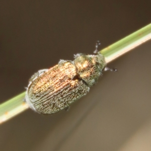 Diphucephala sp. (genus) at Mongarlowe, NSW - suppressed