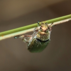 Diphucephala sp. (genus) at Mongarlowe, NSW - suppressed