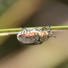 Diphucephala sp. (genus) at Mongarlowe, NSW - 8 Jan 2023