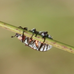 Diphucephala sp. (genus) at Mongarlowe, NSW - suppressed