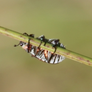 Diphucephala sp. (genus) at Mongarlowe, NSW - suppressed