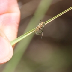 Diphucephala sp. (genus) at Mongarlowe, NSW - 8 Jan 2023