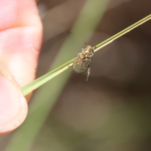 Diphucephala sp. (genus) at Mongarlowe, NSW - suppressed