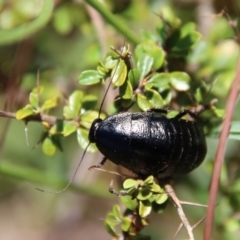 Ellipsidion australe at Mongarlowe, NSW - 8 Jan 2023 by LisaH