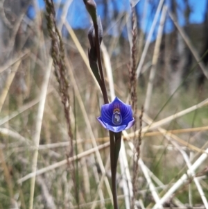 Thelymitra alpicola at suppressed - 8 Jan 2023