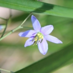 Dianella sp. (Flax Lily) at Mongarlowe, NSW - 8 Jan 2023 by LisaH