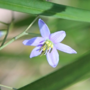 Dianella sp. at Mongarlowe, NSW - 8 Jan 2023