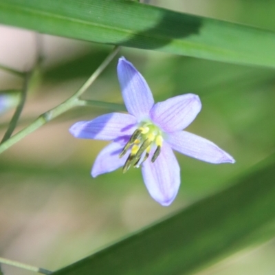 Dianella sp. (Flax Lily) at Mongarlowe, NSW - 8 Jan 2023 by LisaH