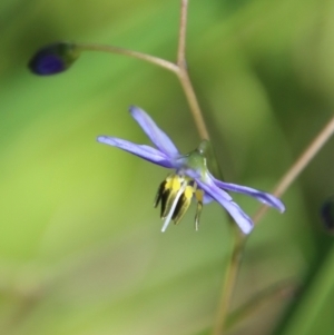 Dianella sp. at Mongarlowe, NSW - 8 Jan 2023