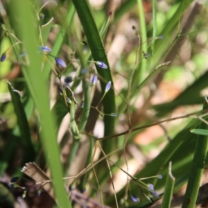 Dianella sp. at Mongarlowe, NSW - 8 Jan 2023