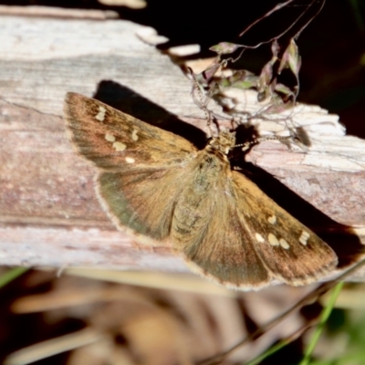 Toxidia parvula (Banded Grass-skipper) at Mongarlowe, NSW - 8 Jan 2023 by LisaH