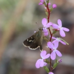 Toxidia parvula at Mongarlowe, NSW - 8 Jan 2023