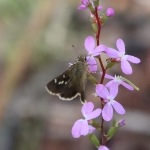 Toxidia parvula at Mongarlowe, NSW - suppressed