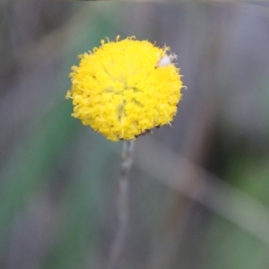 Leptorhynchos squamatus subsp. squamatus at Deakin, ACT - 7 Jan 2023