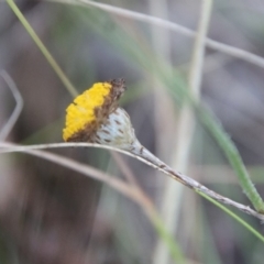 Leptorhynchos squamatus subsp. squamatus at Deakin, ACT - 7 Jan 2023