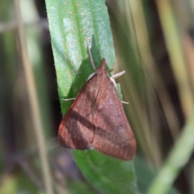 Uresiphita ornithopteralis (Tree Lucerne Moth) at Deakin, ACT - 7 Jan 2023 by LisaH