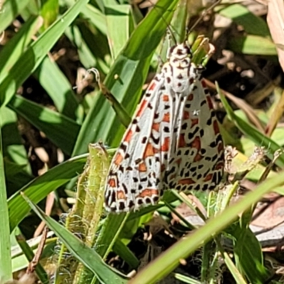 Utetheisa pulchelloides (Heliotrope Moth) at Mitchell, ACT - 9 Jan 2023 by trevorpreston