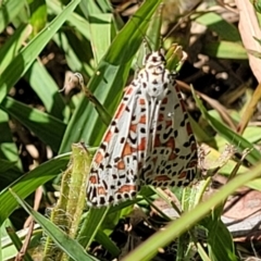 Utetheisa pulchelloides at Mitchell, ACT - 9 Jan 2023