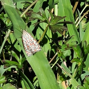 Utetheisa pulchelloides at Mitchell, ACT - 9 Jan 2023