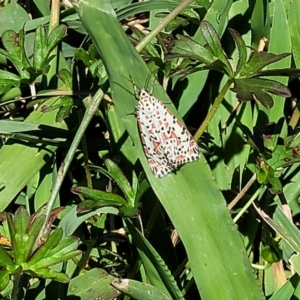 Utetheisa pulchelloides at Mitchell, ACT - 9 Jan 2023 10:48 AM