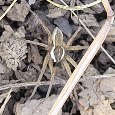 Dolomedes sp. (genus) (Fishing spider) at Mitchell, ACT - 8 Jan 2023 by trevorpreston