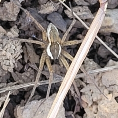 Dolomedes (genus) at Mitchell, ACT - 9 Jan 2023 10:50 AM