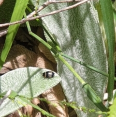 Ellipsidion australe at Latham, ACT - 26 Nov 2022