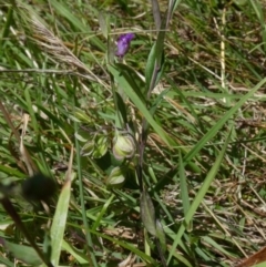 Polygala japonica (Dwarf Milkwort) at Mongarlowe River - 3 Jan 2023 by arjay