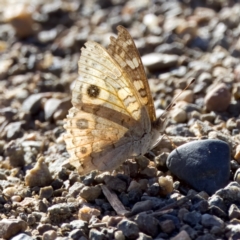 Junonia villida (Meadow Argus) at Woodstock Nature Reserve - 8 Jan 2023 by KorinneM