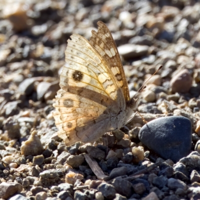 Junonia villida (Meadow Argus) at Woodstock Nature Reserve - 8 Jan 2023 by KorinneM