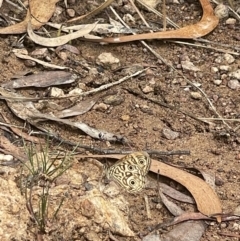 Geitoneura acantha (Ringed Xenica) at Mount Majura - 6 Jan 2023 by APB