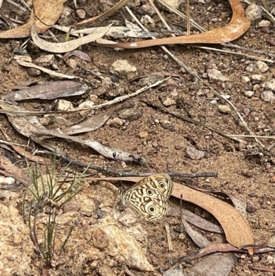 Geitoneura acantha (Ringed Xenica) at Hackett, ACT - 7 Jan 2023 by APB