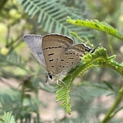 Jalmenus ictinus (Stencilled Hairstreak) at Mount Majura - 6 Jan 2023 by APB