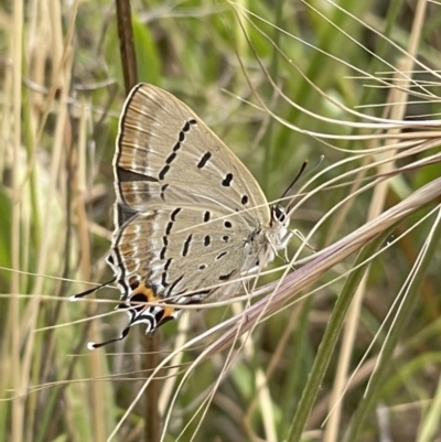 Jalmenus ictinus (Stencilled Hairstreak) at Hackett, ACT - 7 Jan 2023 by APB