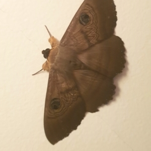 Dasypodia selenophora at Latham, ACT - 24 Nov 2022