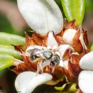 Lasioglossum (Homalictus) sp. (genus & subgenus) at Acton, ACT - 9 Jan 2023 09:59 AM